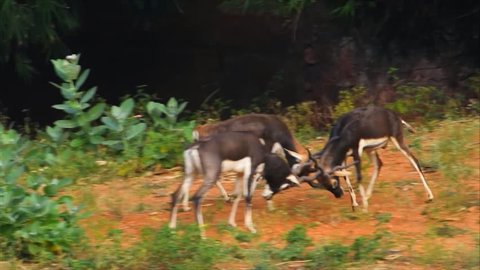 Horse Haflinger Cavallo Avelignese Stock Footage Video 100 Royalty Free 14595019 Shutterstock