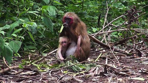 A baby Stumptail Monkey ( Macaca Arctoides ) waits patiently while its mother enjoys a leisurely lunch. Slow 50%.