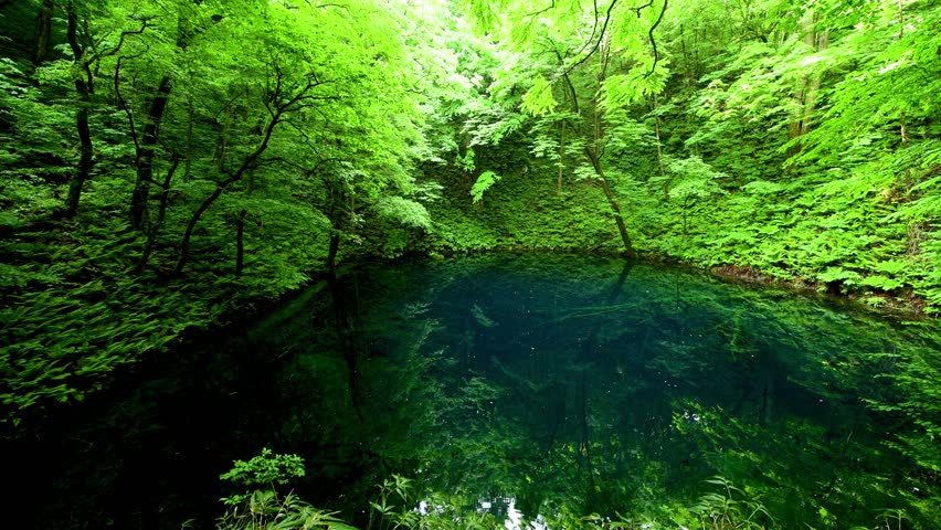 Aoike and tender greenery | Shutterstock HD Video #1024906190