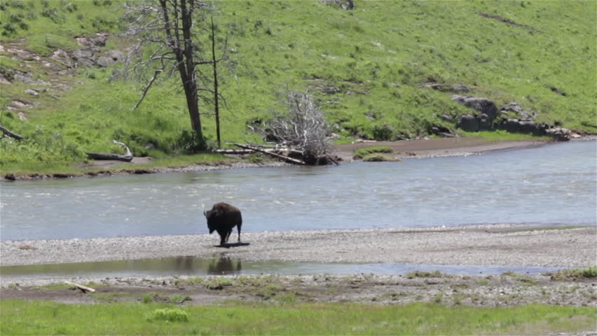 Lonely buffalo walking along a river on a sunny day
