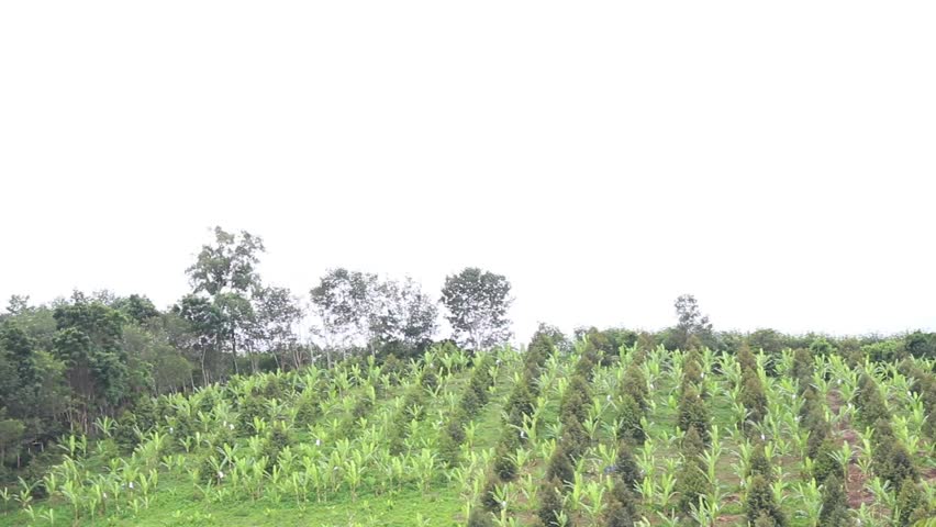 Durian tree - Garden