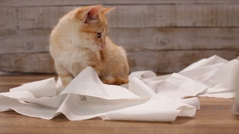Orange kitten playing with toilet paper roll - lying on paper pieces
