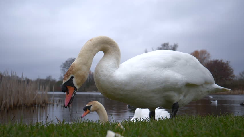 Swan Eating By River Royalty-Free Stock Footage #1024923389