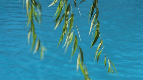 Weeping willow tree with branches and green leafs under sun light being blown by soft wind in spring over bright blue river background