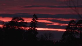 sunset over tree branches timelapse video