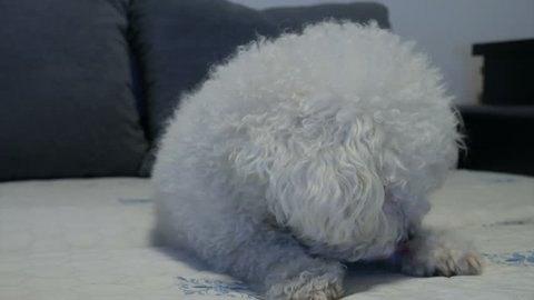 Bichon Frise dog breed lying on the bed