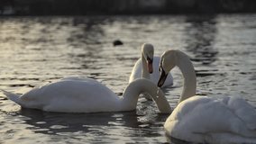 A city park, White swans swim in a river, Swans on the Vltava River, Swans in Prague, white swan floating in the water against the background of the bridge, video, sunset