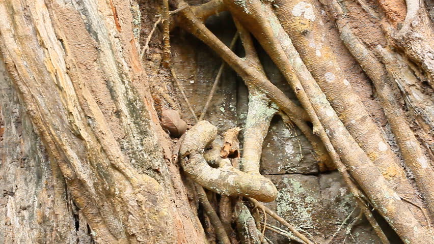 Ta Prohm Hidden Face insde tree at Siem Reap, Cambodia.