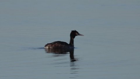 Close Up Of Great Crested Grebe Bird Isolated On Calm Reflective Water
