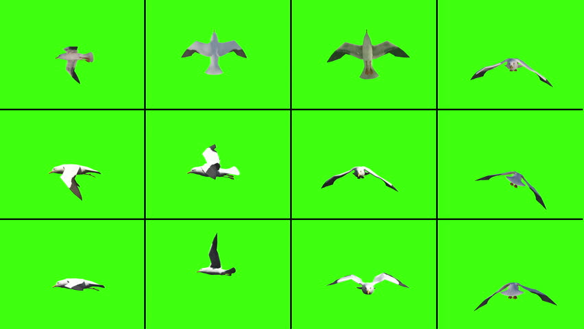 Loopable single flying sea gulls from different perspectives with chroma key Royalty-Free Stock Footage #1024948481