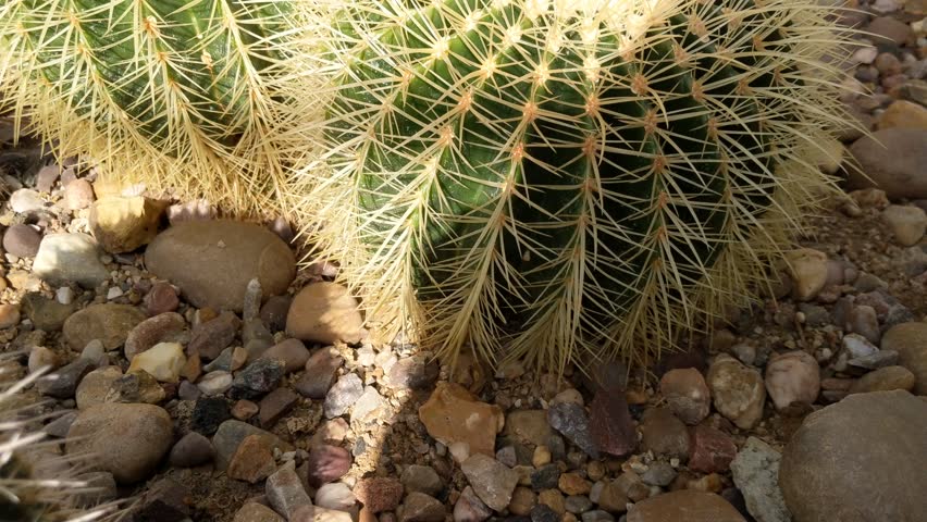Cacti and succulents in a glasshouse 