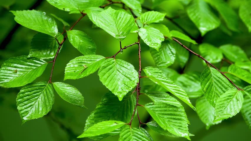 The rain which falls in Youg green