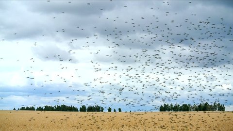 Locust swarm get down on a wheat field