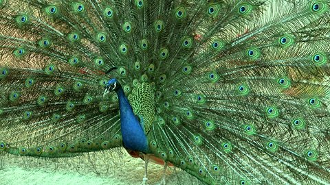 Peacock bird wonderful feather open wheel portrait, vibrant and ritualic dancing