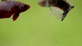 Betta fish fighting clips on green screen background
