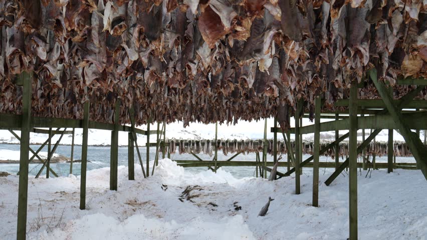 processing of stockfish, cod hanging to dry, Henningsvaer, Lofoten Islands, Norway