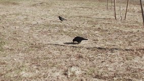 ravens on dry grass