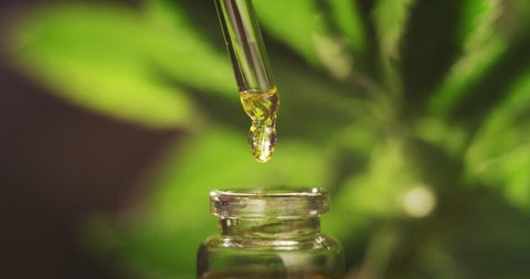 Slow motion of macro close up of droplet dosing a biological and ecological hemp plant herbal pharmaceutical cbd oil from a jar.