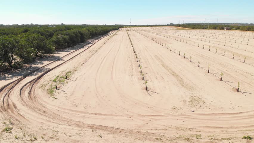 Aerial drone view of Florida orange groves with newly planted young fruit tree saplings.