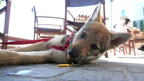 video of a three-month Czechoslovakian wolf puppy