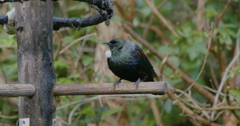 The Tui Bird of New Zealand 4k video