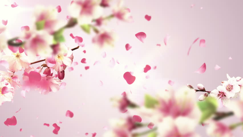 Animation of falling petals of sakura with flowers sakura waving on wind. Animation of seamless loop. Royalty-Free Stock Footage #10249985