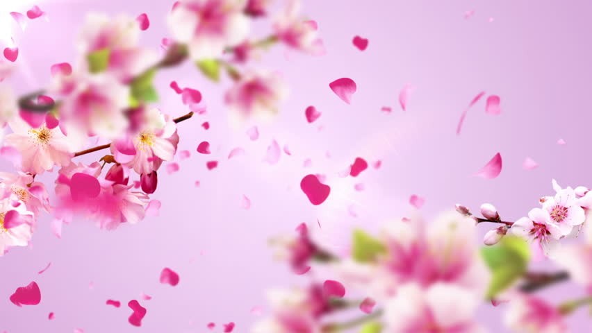 Animation of Falling Petals of Stock Footage Video (100% Royalty-free
