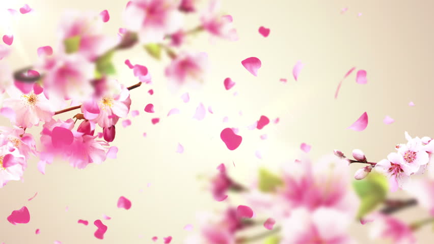 Animation of falling petals of sakura with flowers sakura waving on wind. Animation of seamless loop. Royalty-Free Stock Footage #10249991