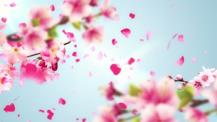 Animation of falling petals of sakura with flowers sakura waving on wind. Animation of seamless loop. Royalty-Free Stock Footage #10249994