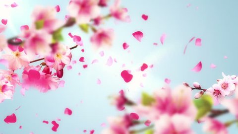 Animation of falling petals of sakura with flowers sakura waving on wind. Animation of seamless loop.