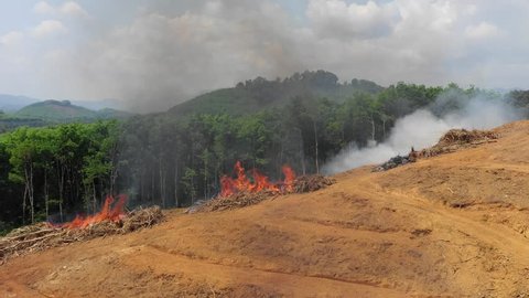 Deforestation. Rainforest environment cut down and burned for palm oil industry 