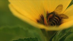 macro footage of yellow wildflowers in the breeze with a bee above the flower petals shoot in raw movie HD upscale to 4K