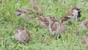 Sparrows feeds on seeds of green grass at spring time