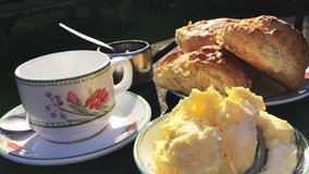 Traditional English cream tea with a spread of fresh baked scones pot of jam and dollops of clotted cream poured outdoors on a rustic country table in bright afternoon sun