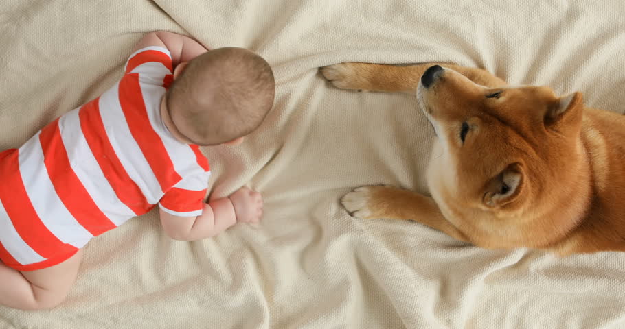 Five month baby and Shiba Inu dog are lying on a blanket together, looking at each other, child is smiling and happy. View from above