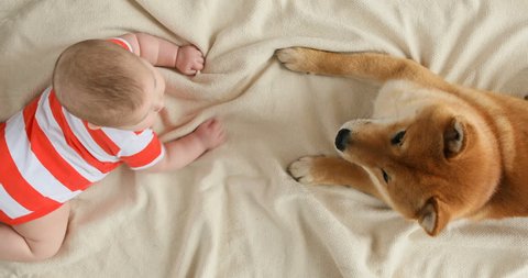Five month baby and Shiba Inu dog are lying on a blanket together, looking at each other, child is smiling and happy. View from above