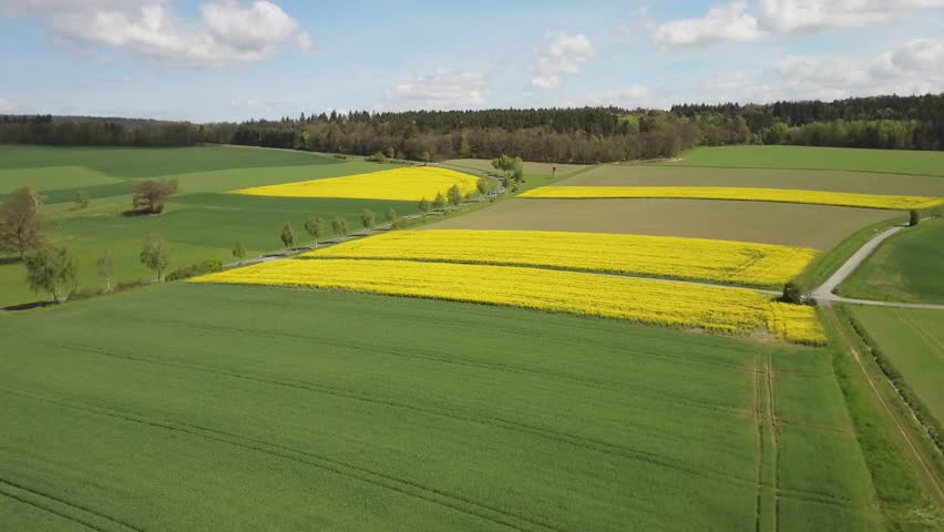 Sunny Spring Aerial View of Wheat and Yellow Rape Fields