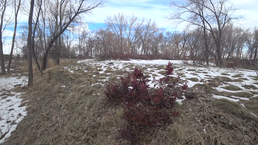 Red bush blowing in the wintry weather in Utah