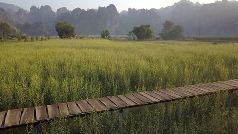 Limestone mountain range with Sunn hemp flower field travel attraction in Noen Maprang district, Phitsanulok, Thailand