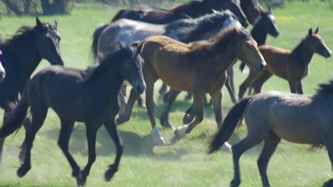 wild horses galloping Slow motion 