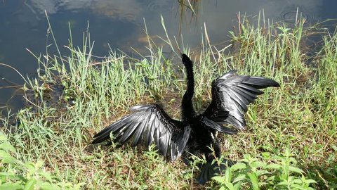 A wild anhinga flapping its wings and drying itself off by the Anhinga Trail in Everglades National Park (Florida).