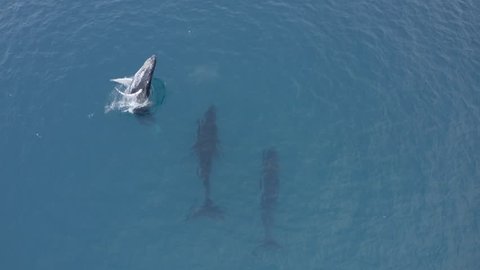 Rare shot of a full Humpback whale breach in overhead aerial drone shot in Hawaii. Jump, spout, splash on surface in pacific ocean
