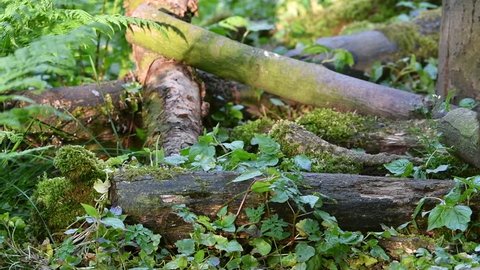 European polecat (Mustela putorius) foraging / hunting in forest
