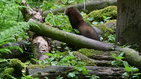Two European polecats (Mustela putorius) foraging / hunting in forest