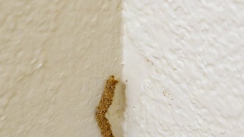 Termites build a tube up the wall of the interior of a house. HD 1080p time-lapse.