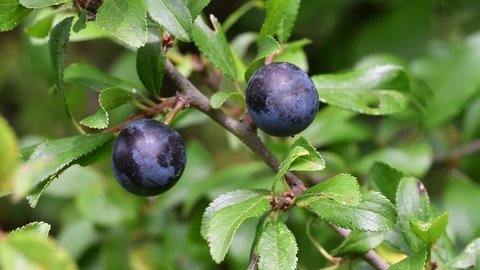 Blackthorn / sloe (Prunus spinosa) close up of black-blue berries / sloes / drupes and leaves