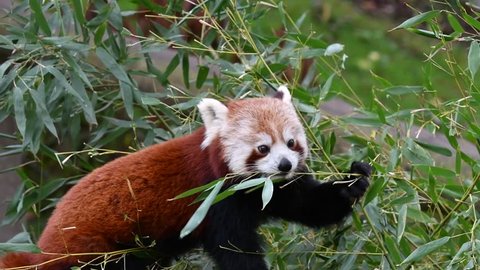 Red panda / lesser panda (Ailurus fulgens) eating bamboo leaves