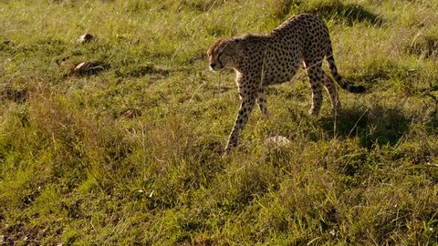 Cheetahs in Maasai Mara park, Kenya
