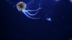 Video Jellyfish Underwater Footage with glowing medusas moving around in the water
