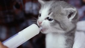The little kitten is fed milk from a syringe. Video 25 frames